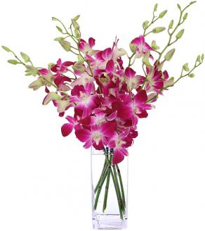 Simply Orchids